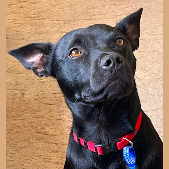 Photo of Remy   2 Year Old Staffy X Kelpie