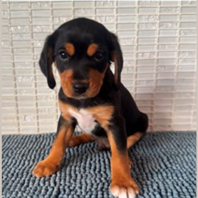 Photo of Buddy