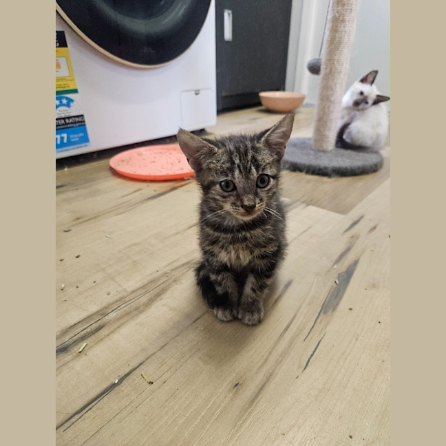 Photo of Banjo