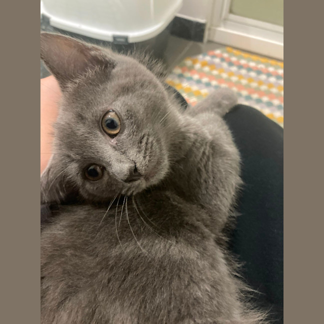 Photo of Rocket