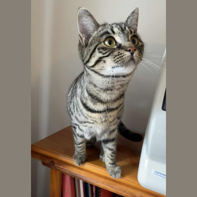 Photo of Cleo ** 2nd Chance Cat Rescue**