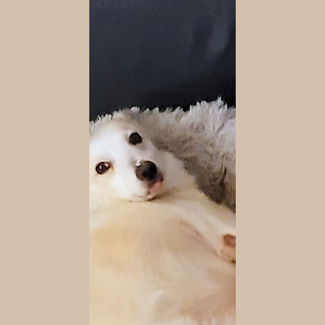 Photo of Possum 💜