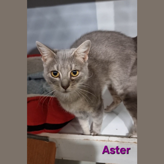 Photo of Aster