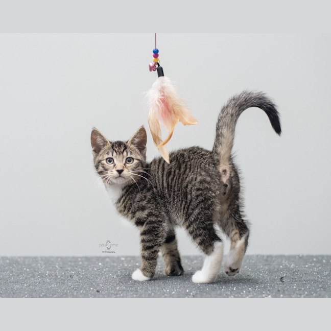 Photo of Gabriel**2nd Chance Cat Rescue**