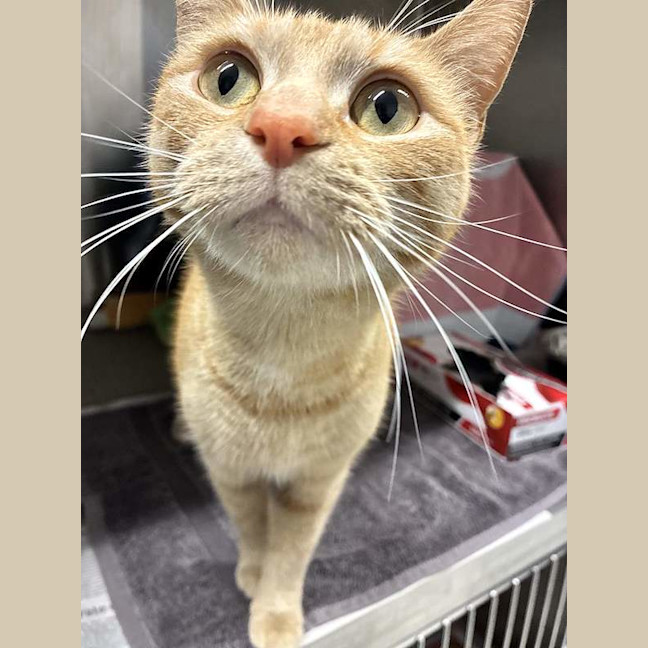Photo of Honey