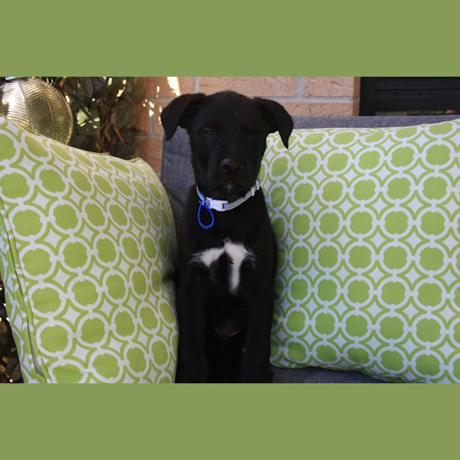 Photo of Milo   8 Week Old Wolfhound X