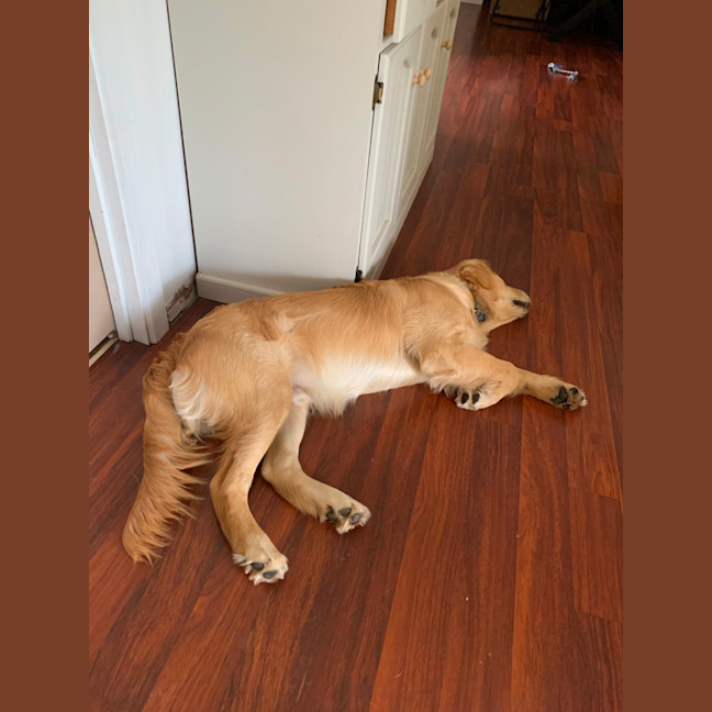 Photo of Harvey
