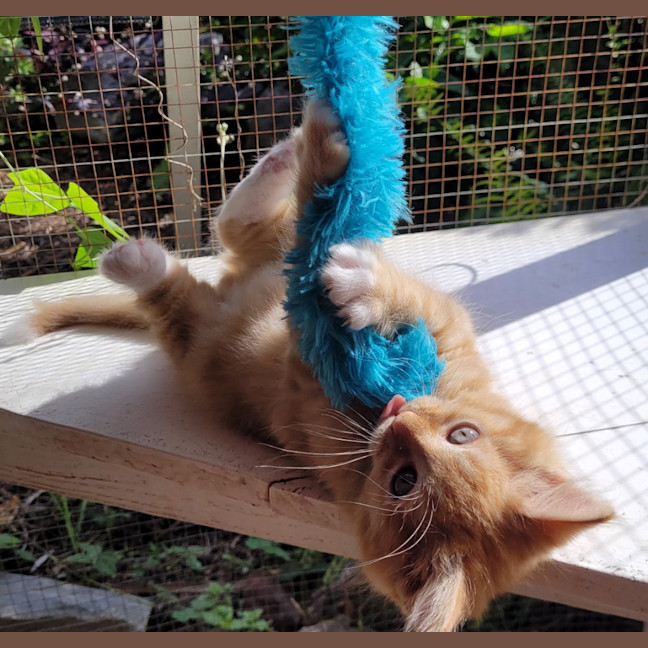 Photo of Cheeto (K54)