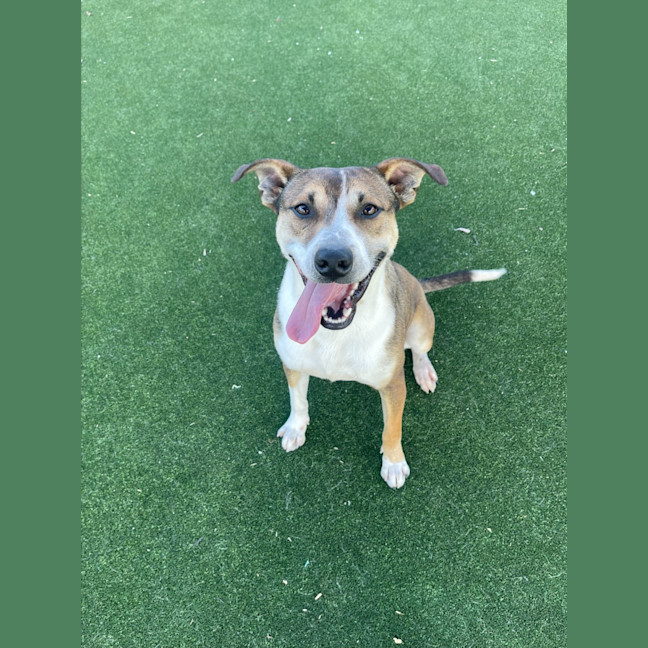 Photo of Kobe Imp 1375