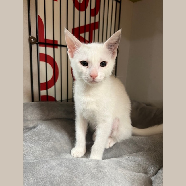 Photo of Snow White