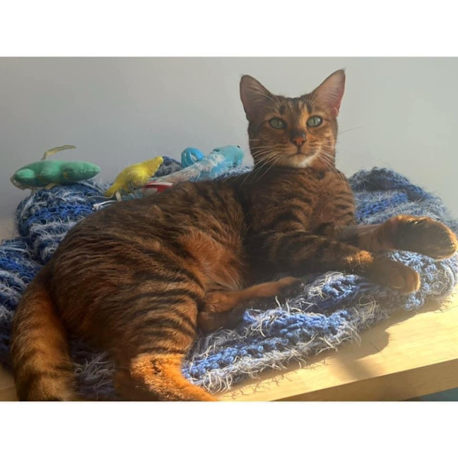 Photo of 11170   Amber