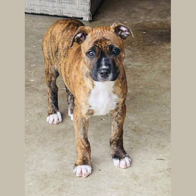 Photo of Ace Of Hearts 