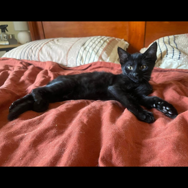 Photo of David Meowie