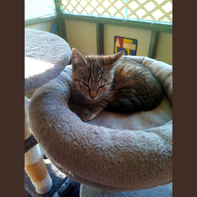 Photo of Penny
