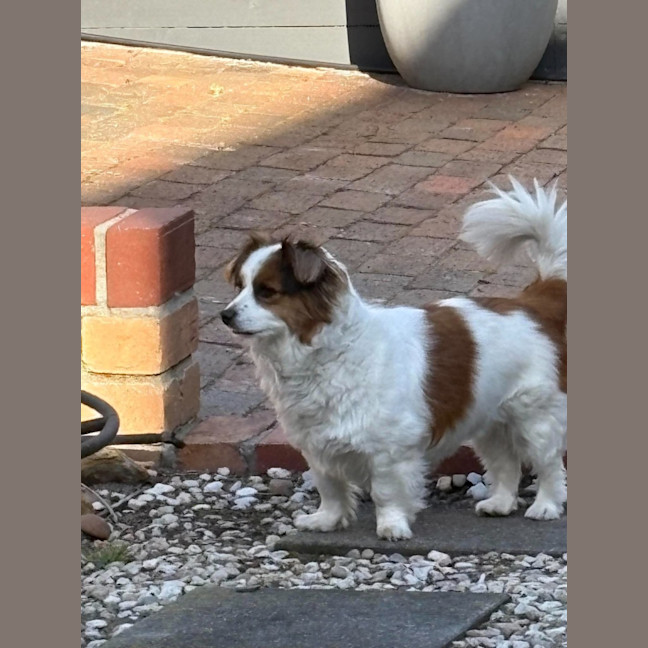 Photo of Ruffles