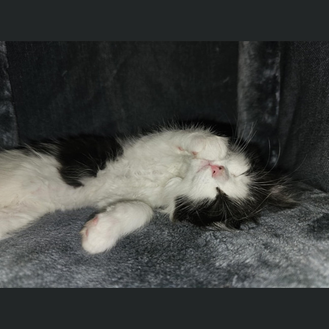 Photo of Pepples Meet Me@Petstock Hastings Store