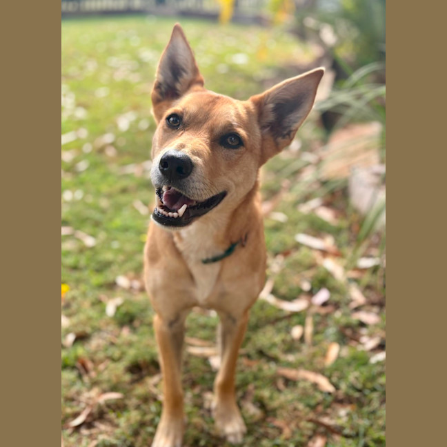 Photo of Frankie