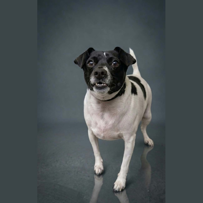 Photo of Buddy