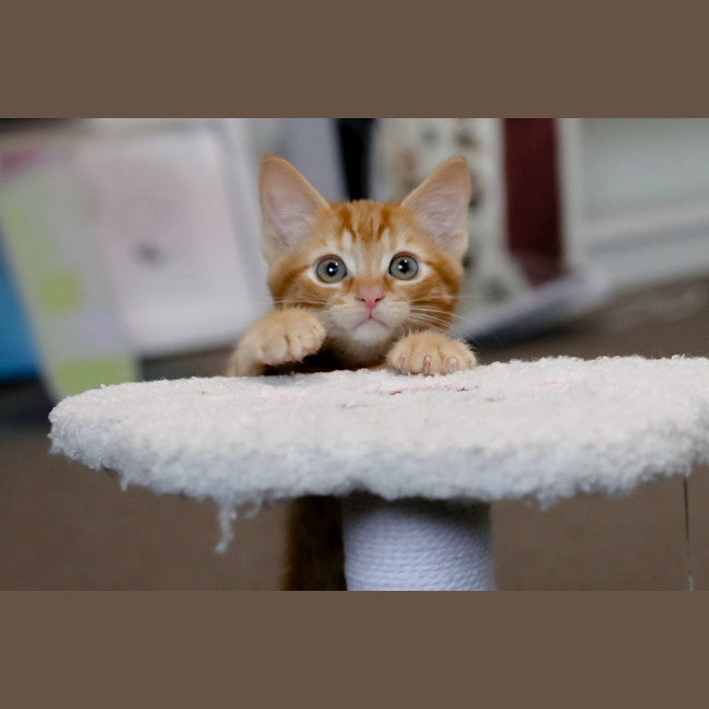 Photo of Nugget