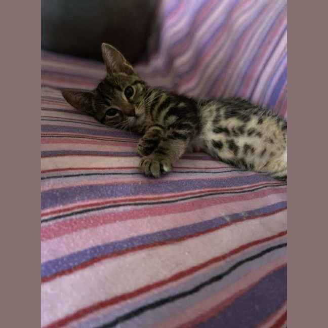 Photo of Jake The Dog