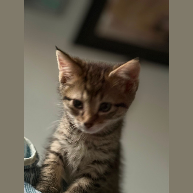 Photo of Rosie