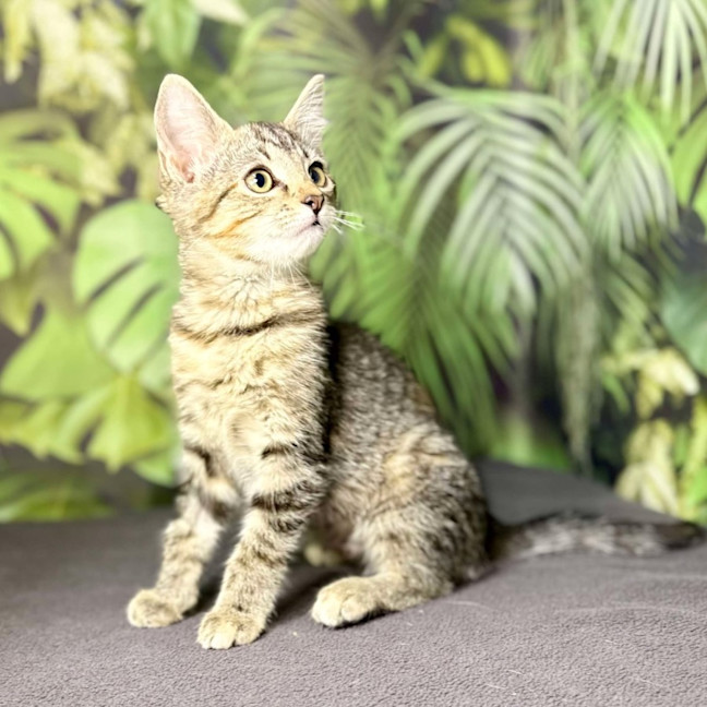Photo of Uma   Located In Preston