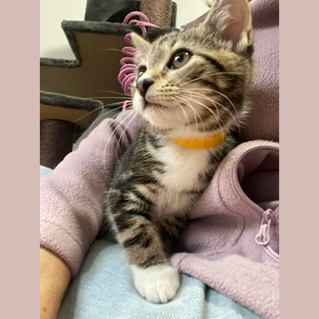 Photo of Sailor   In Foster Care In Bentleigh East