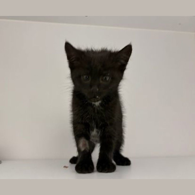 Photo of Sooty