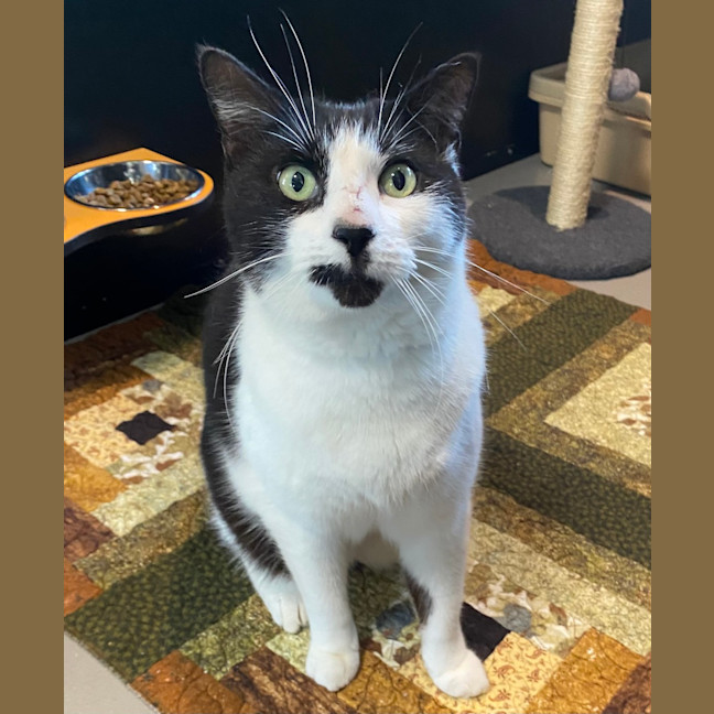 Photo of Cookie