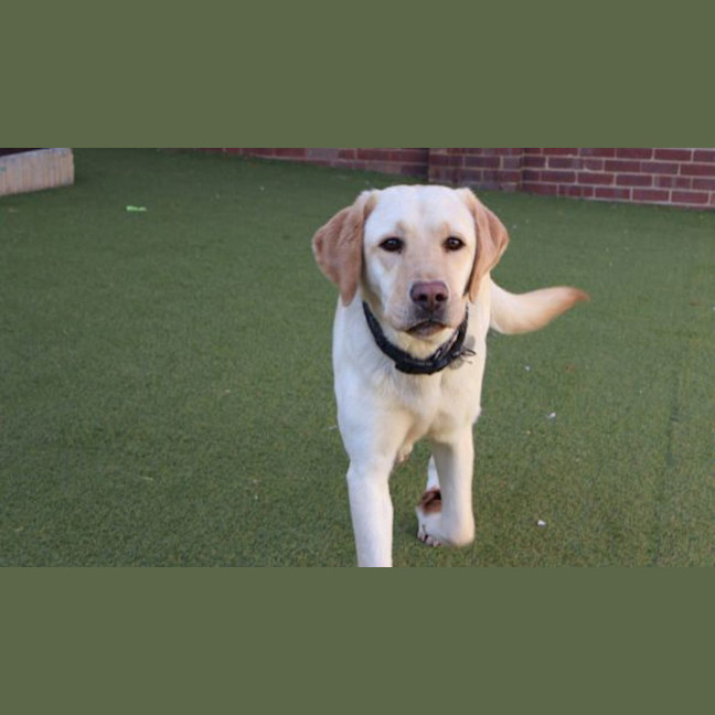 Photo of Buddy