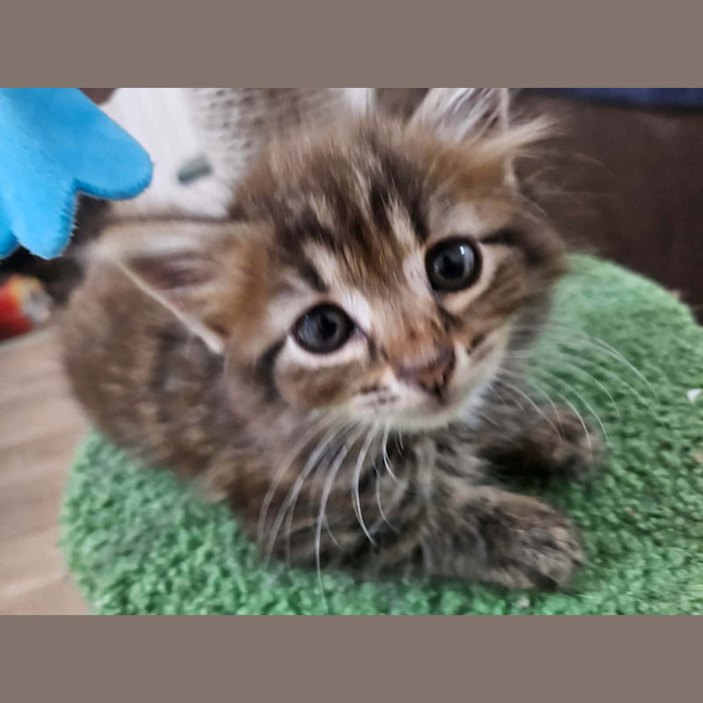 Photo of Rosa (Maisy)