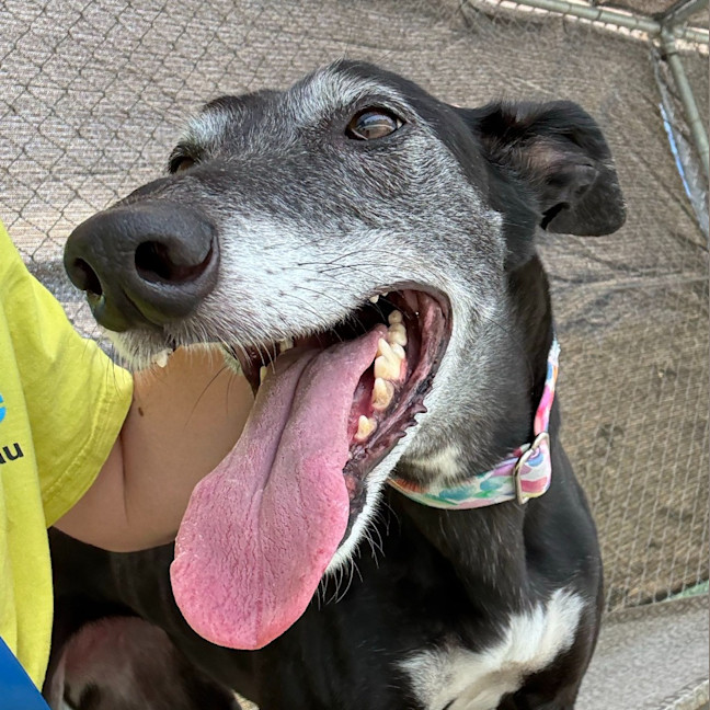 Photo of Lucy The Greyhound