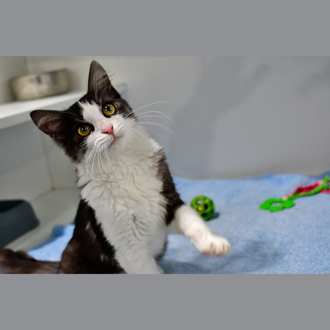 Photo of Sugar Cookie