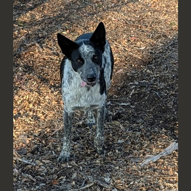 Photo of Pepper