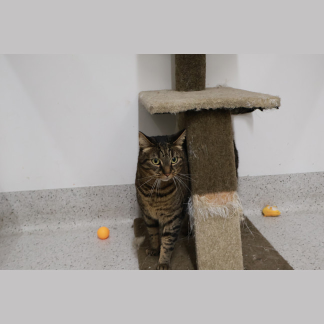 Photo of Tigreca