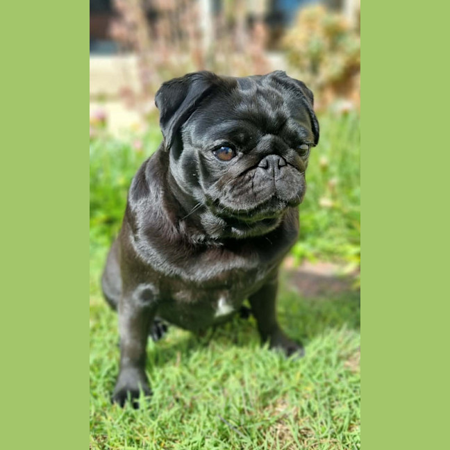 Photo of Lulu 
