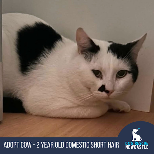 Photo of Cow   2 Year Old Domestic Short Hair
