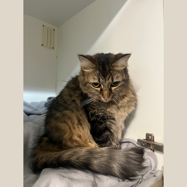 Photo of Plush
