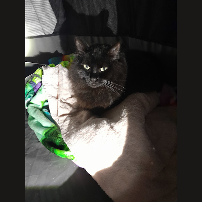 Photo of Little Toasty