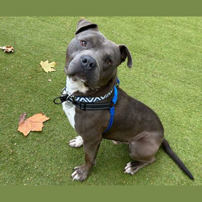 Photo of Blue