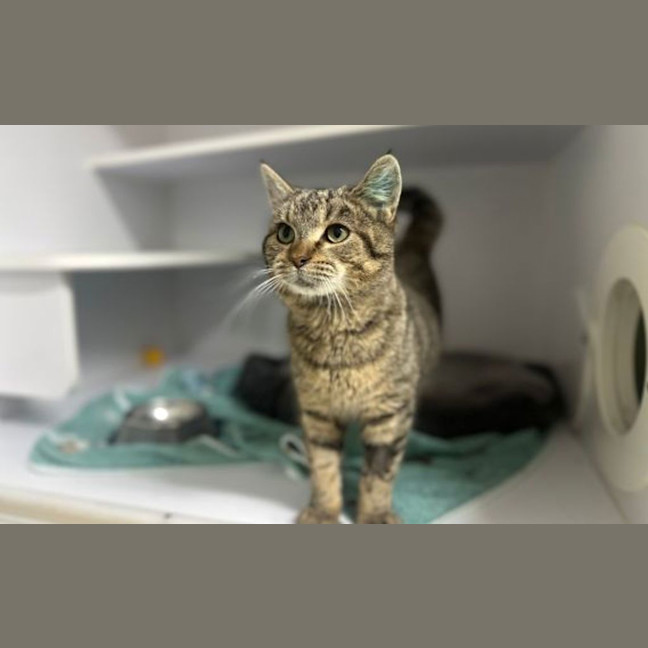 Photo of Bluey