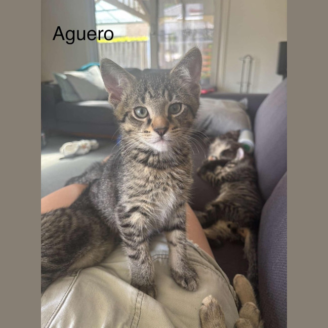 Photo of Aguero Meet Me@Petstock Dandenong Store 