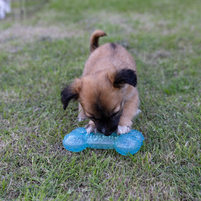 Photo of Mabel