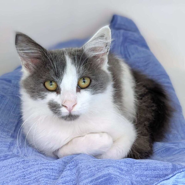 Photo of Jiminy Cricket