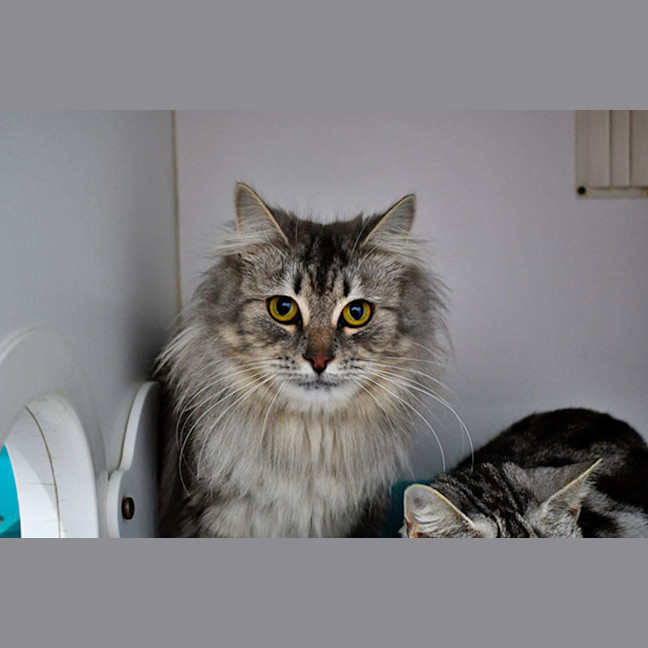 Photo of Truffle