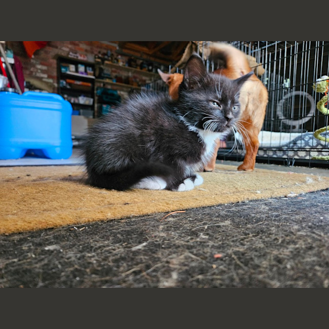 Photo of Ace **2nd Chance Cat Rescue **