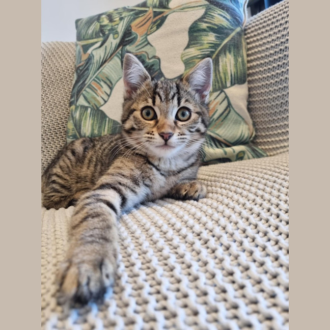 Photo of Nina   Located In Kensington
