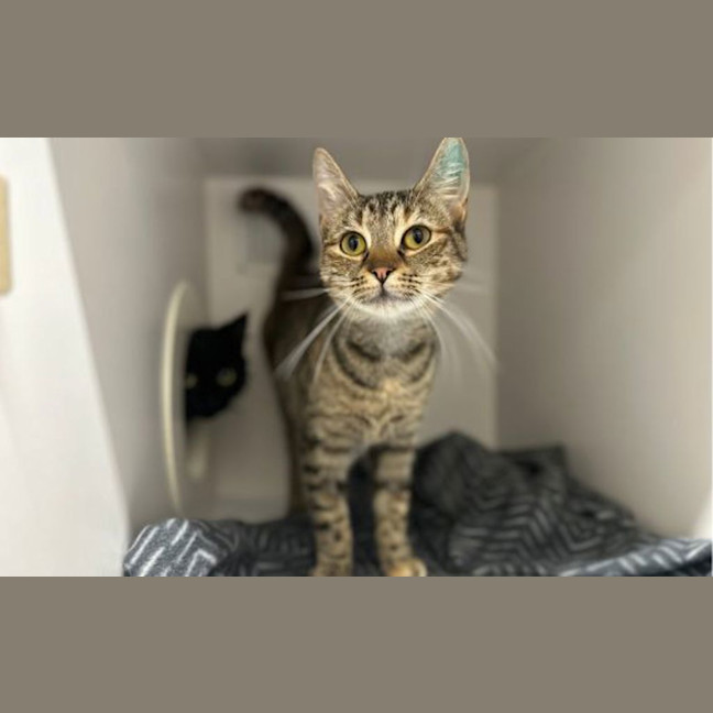 Photo of Shortcake