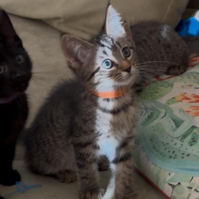 Photo of Clementine