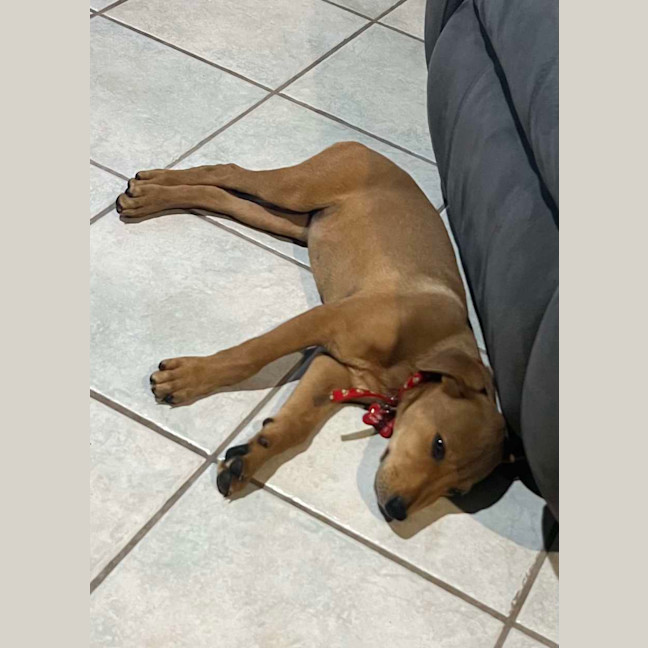 Photo of Honey